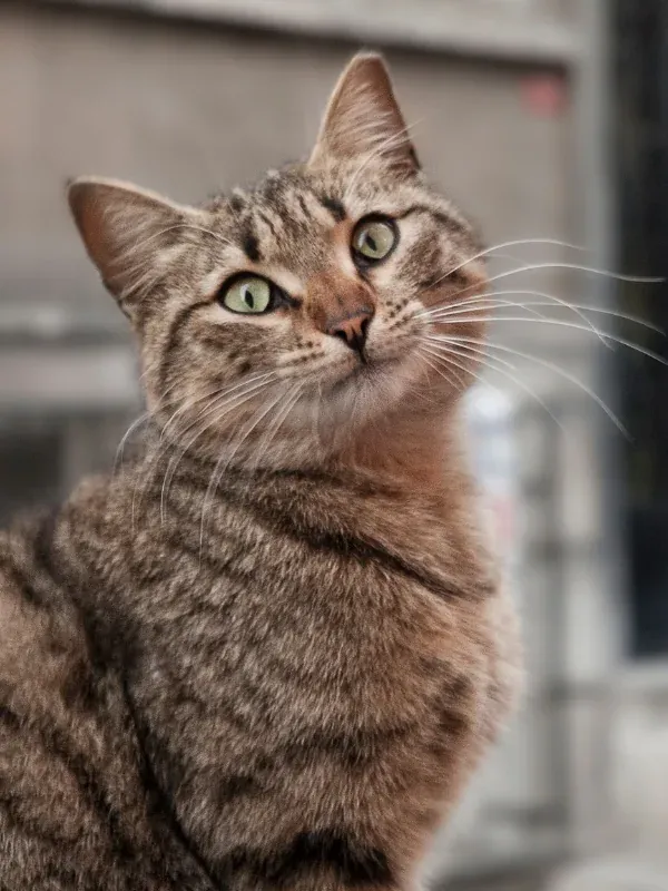 The famous cats of Istanbul