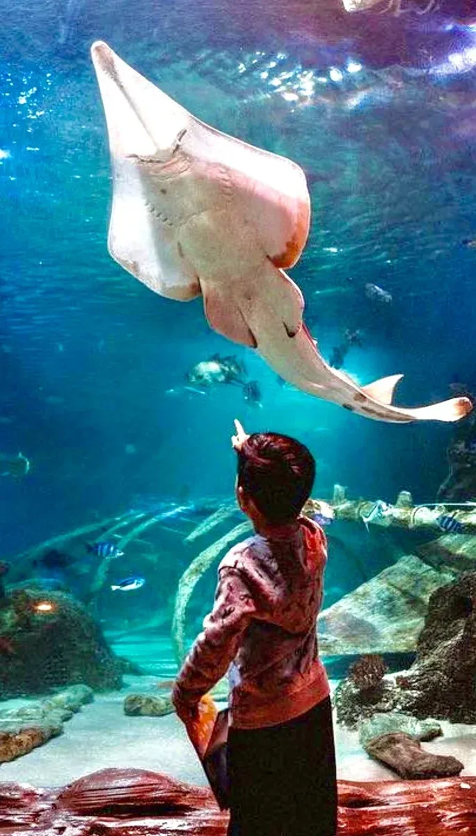 Istanbul Aquarium Entry Ticket