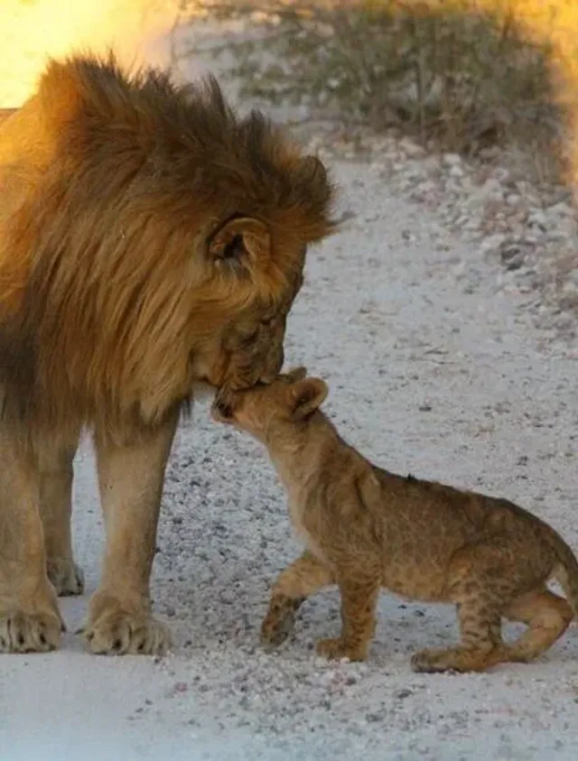 Lion Park Zoo Entry