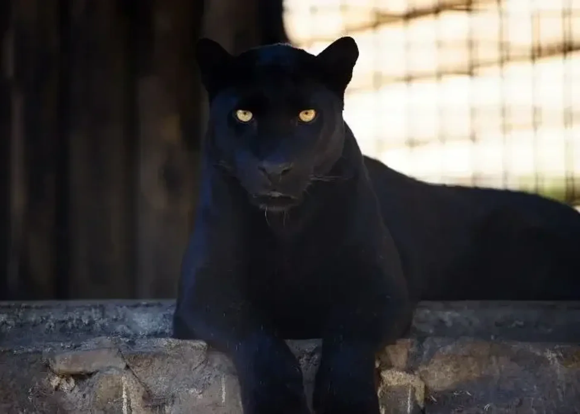 Lion Park Zoo Entry