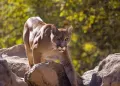 Lion Park Zoo Entry