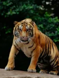 Lion Park Zoo Entry