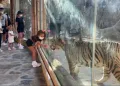 Lion Park Zoo Entry
