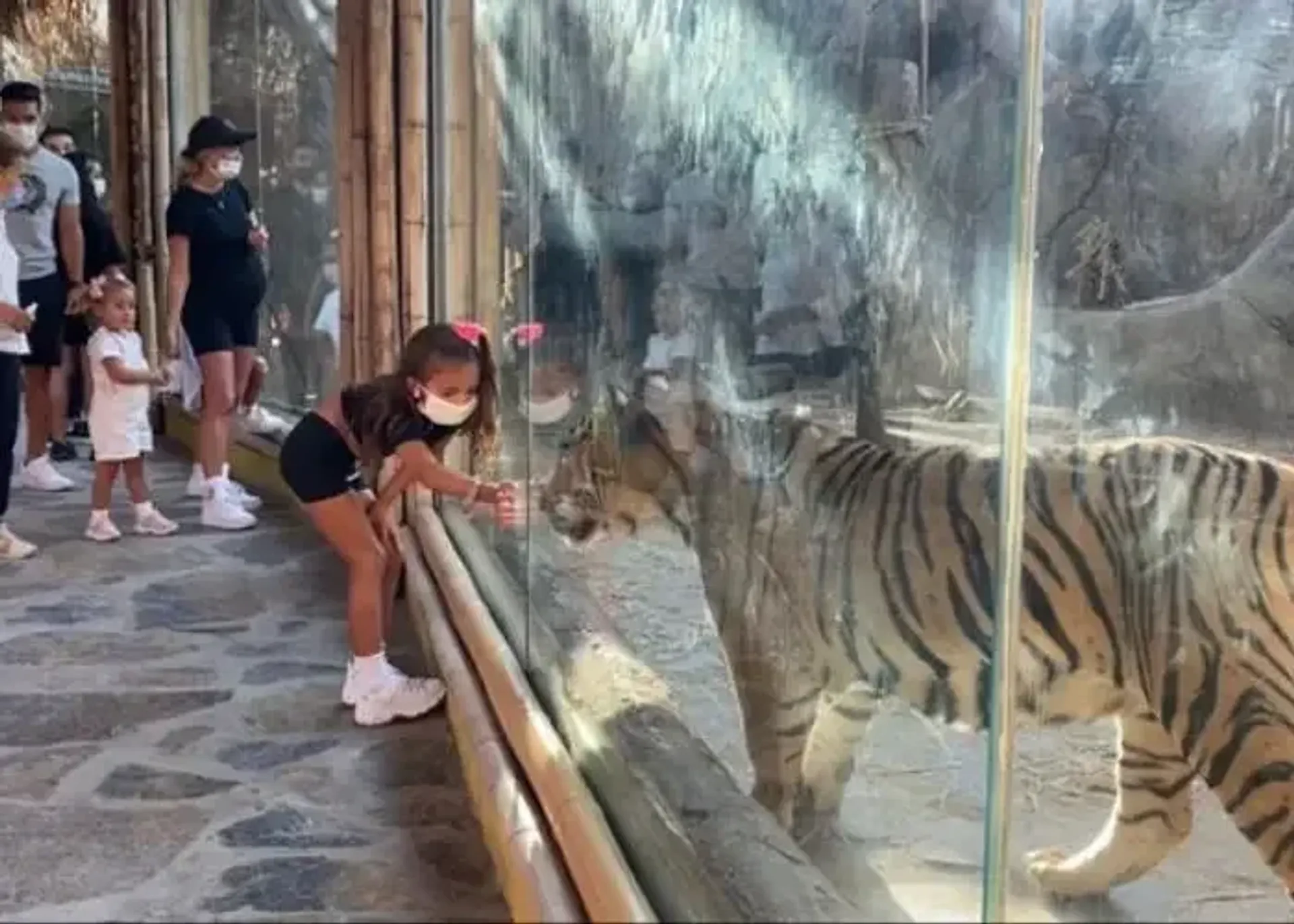 Lion Park Zoo Entry