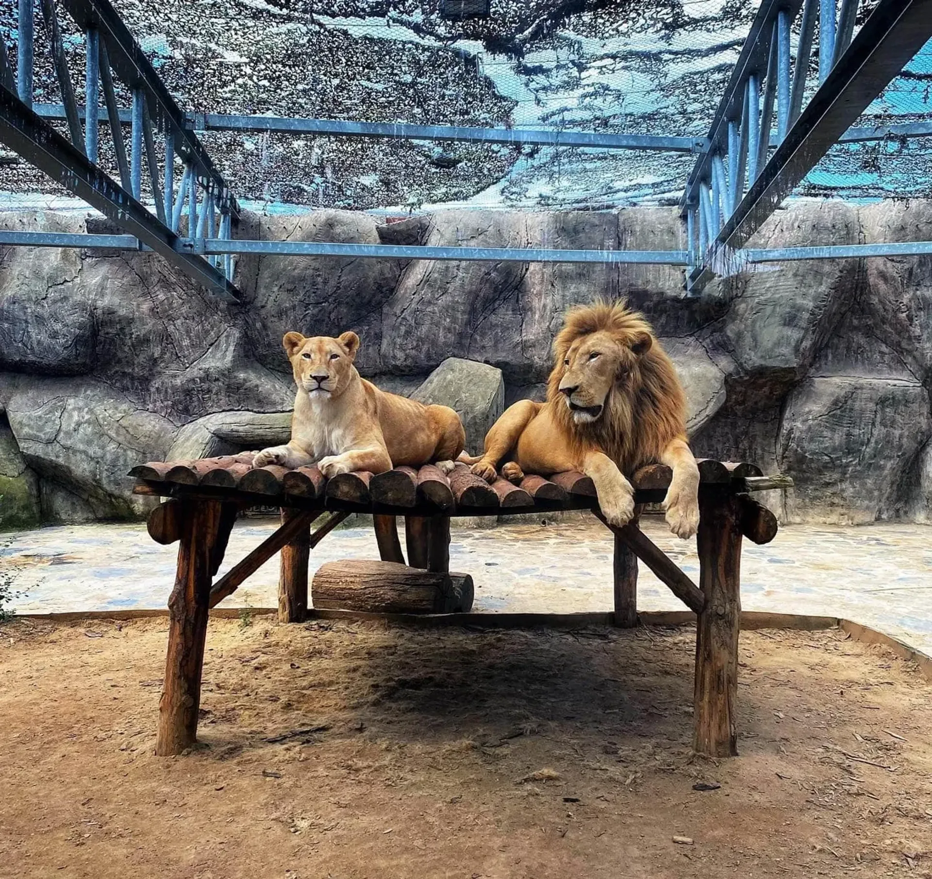 Lion Park Zoo Entry