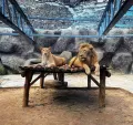 Lion Park Zoo Entry
