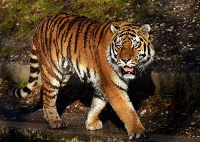 Lion Park Zoo Entry