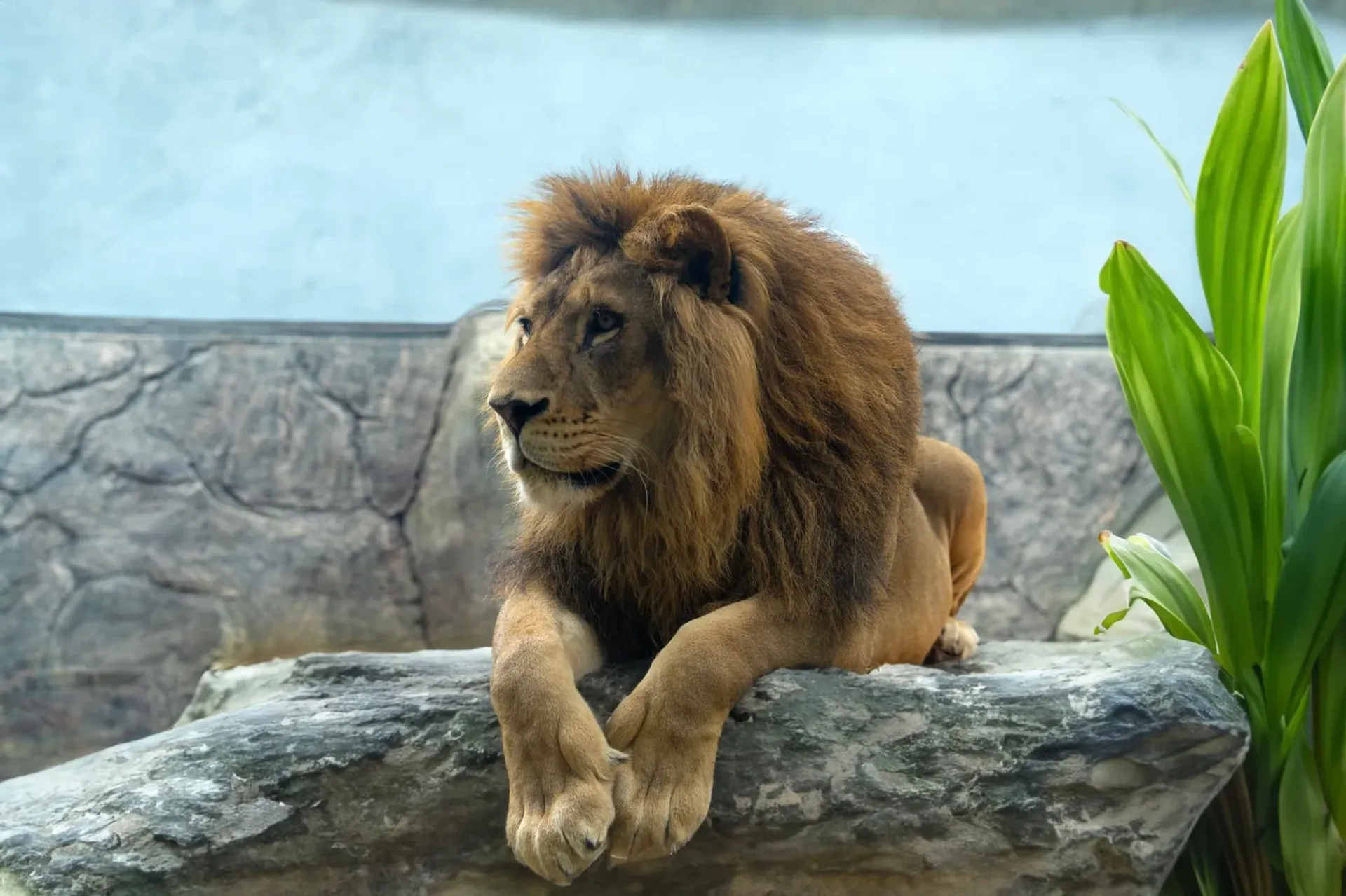 Lion Park Zoo Entry