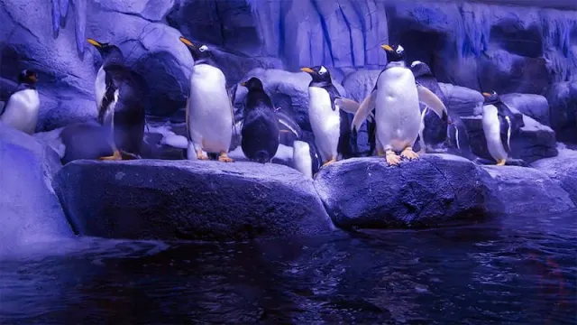 Istanbul Aquarium Entry Ticket