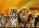 Lion Park Zoo Entry