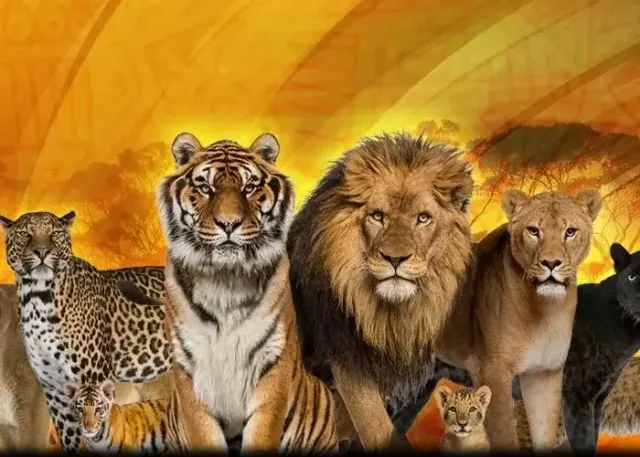 Lion Park Zoo Entry
