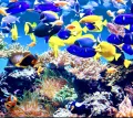 Istanbul Aquarium Entry Ticket