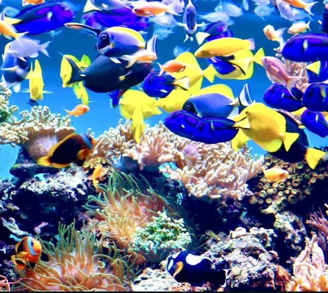 Istanbul Aquarium Entry Ticket