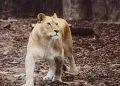 Lion Park Zoo Entry