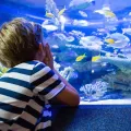 Emaar Aquarium and Underwater Zoo Skip-the-Ticket-Line Entry