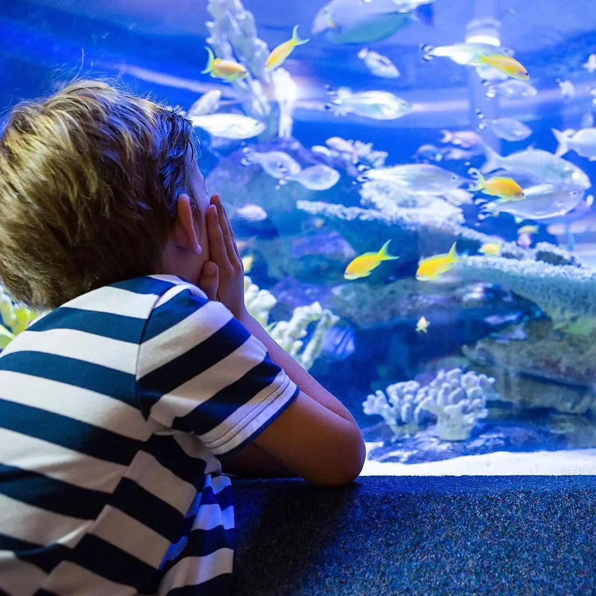 Emaar Aquarium and Underwater Zoo Skip-the-Ticket-Line Entry