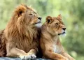 Lion Park Zoo Entry