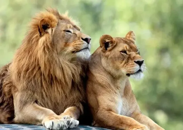 Lion Park Zoo Entry