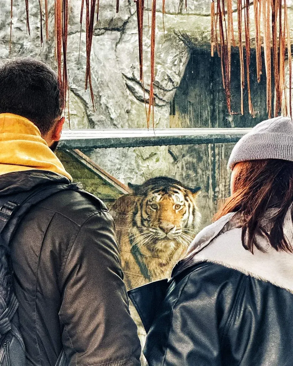 Lion Park Zoo Entry