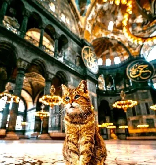 Hagia Sophia Guided Tour with Skip-the-Ticket-Line Entry
