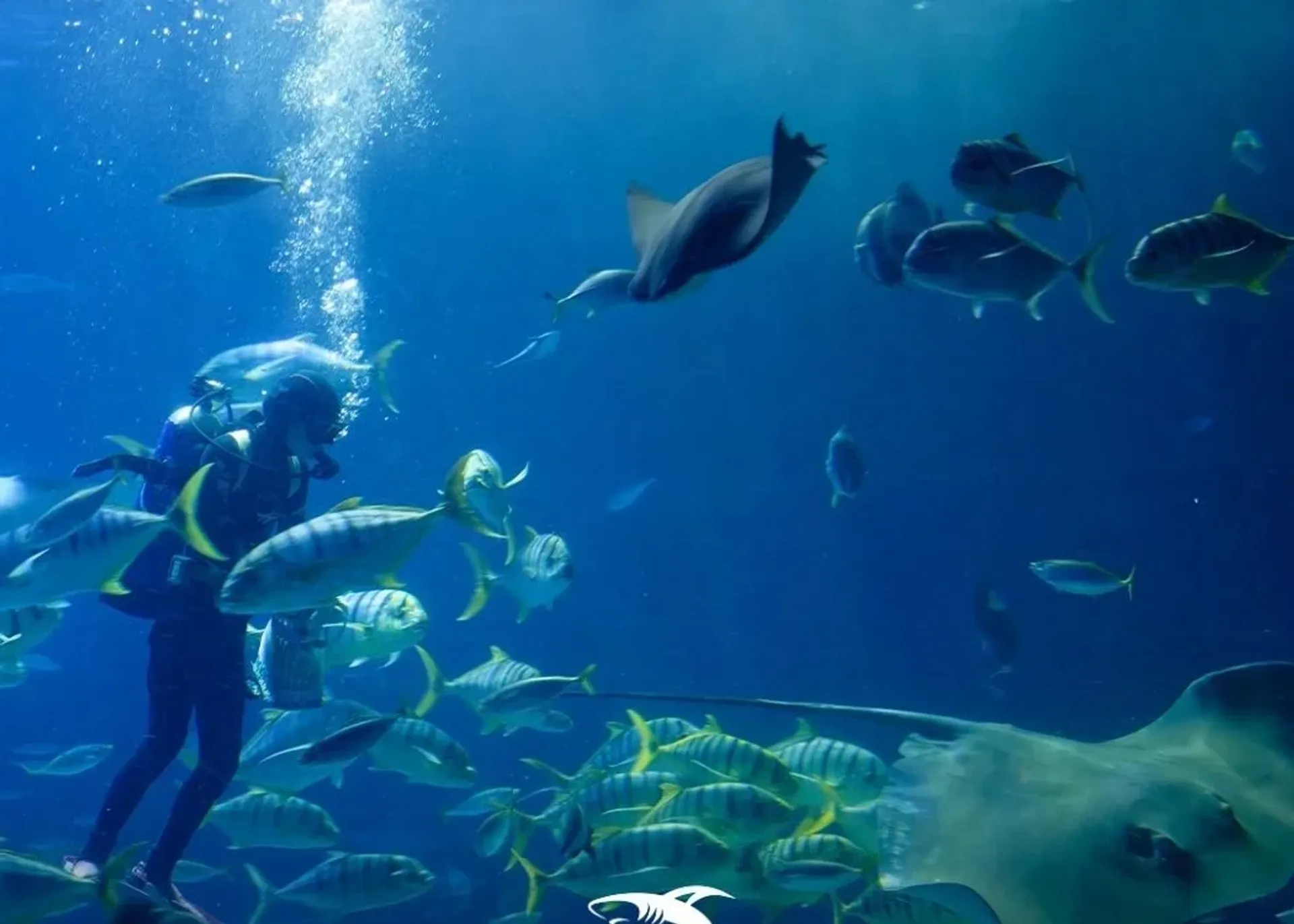 Emaar Aquarium and Underwater Zoo Skip-the-Ticket-Line Entry