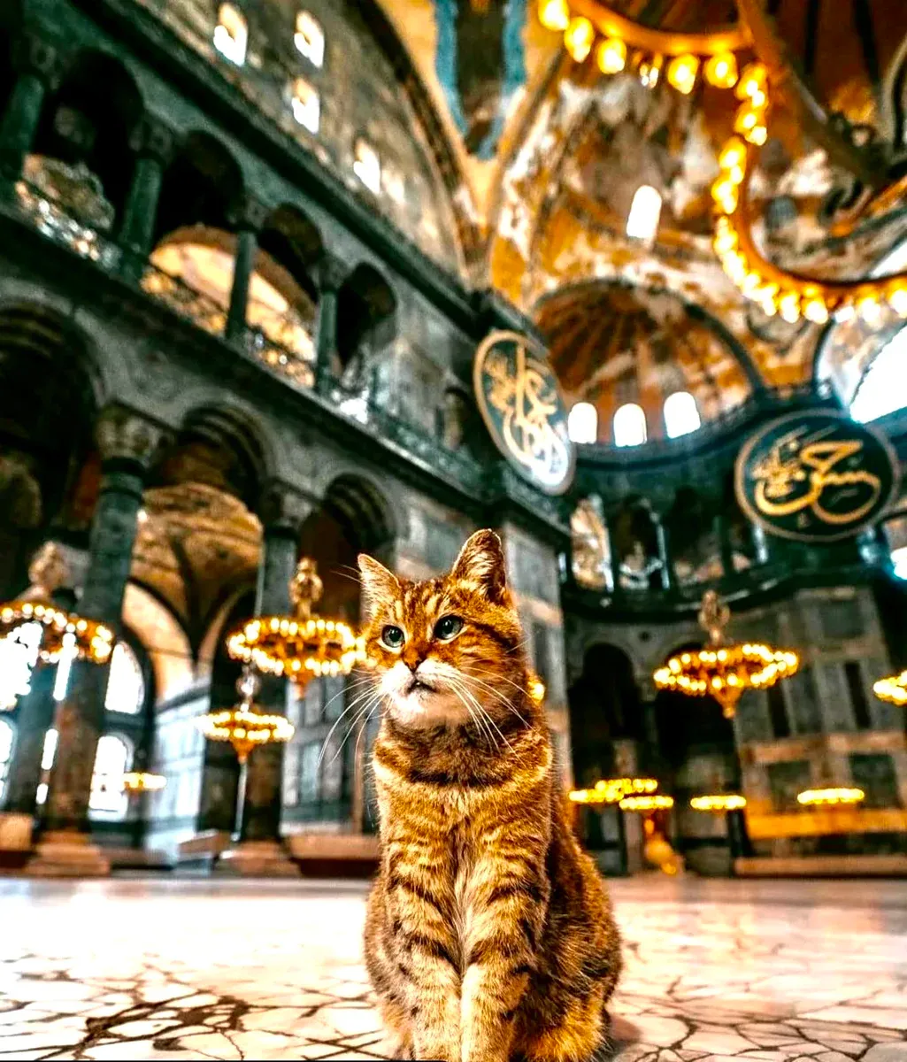 Hagia Sophia Skip-the-Ticket-Line Entry with Audio Guide