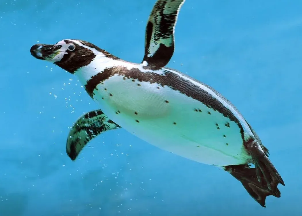 Emaar Aquarium and Underwater Zoo Skip-the-Ticket-Line Entry