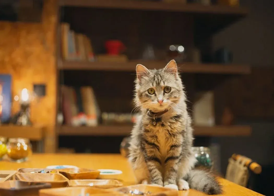 Traditional Turkish Mosaic Lamp Workshop with Snacks