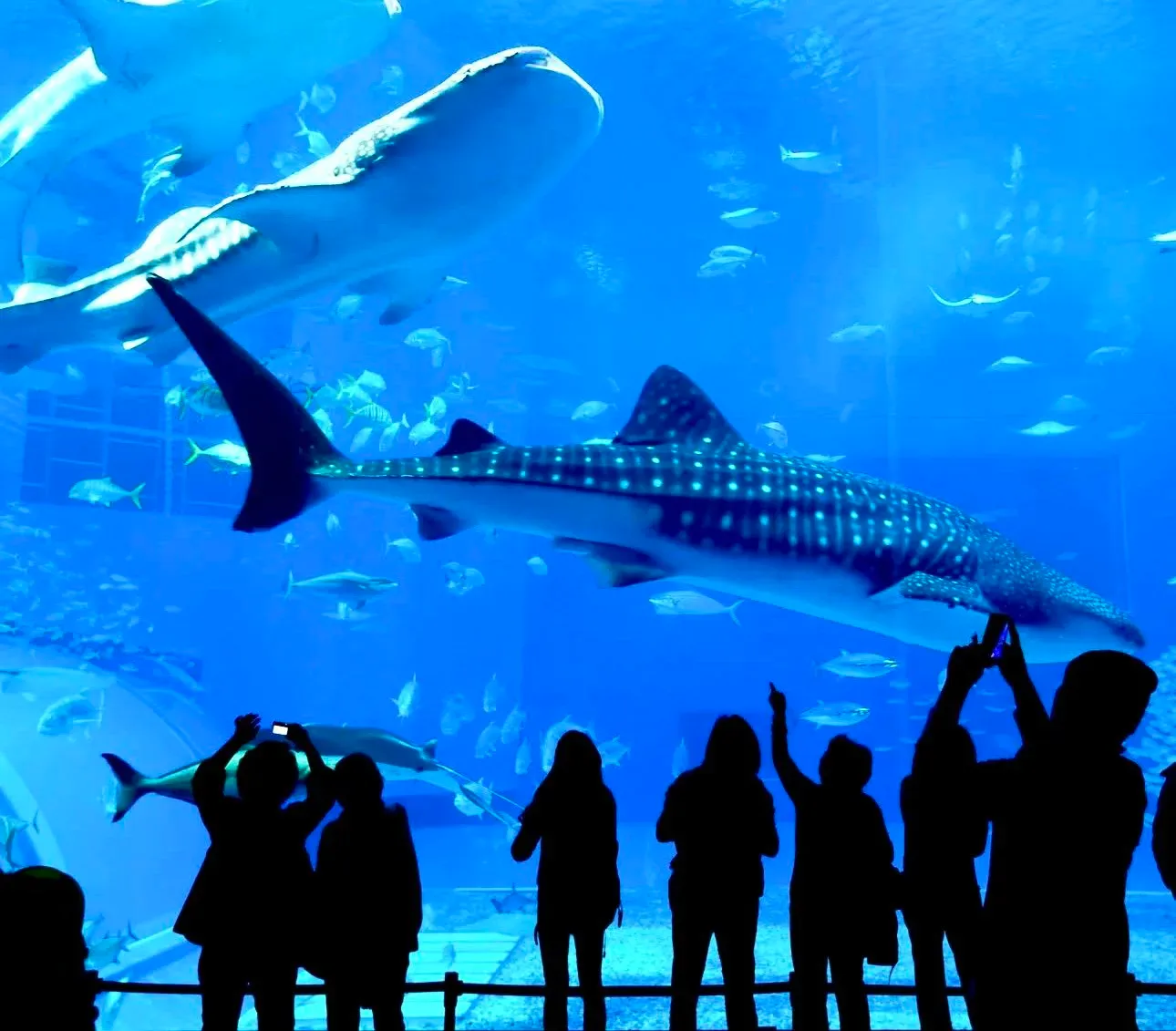 Istanbul Aquarium Entry Ticket