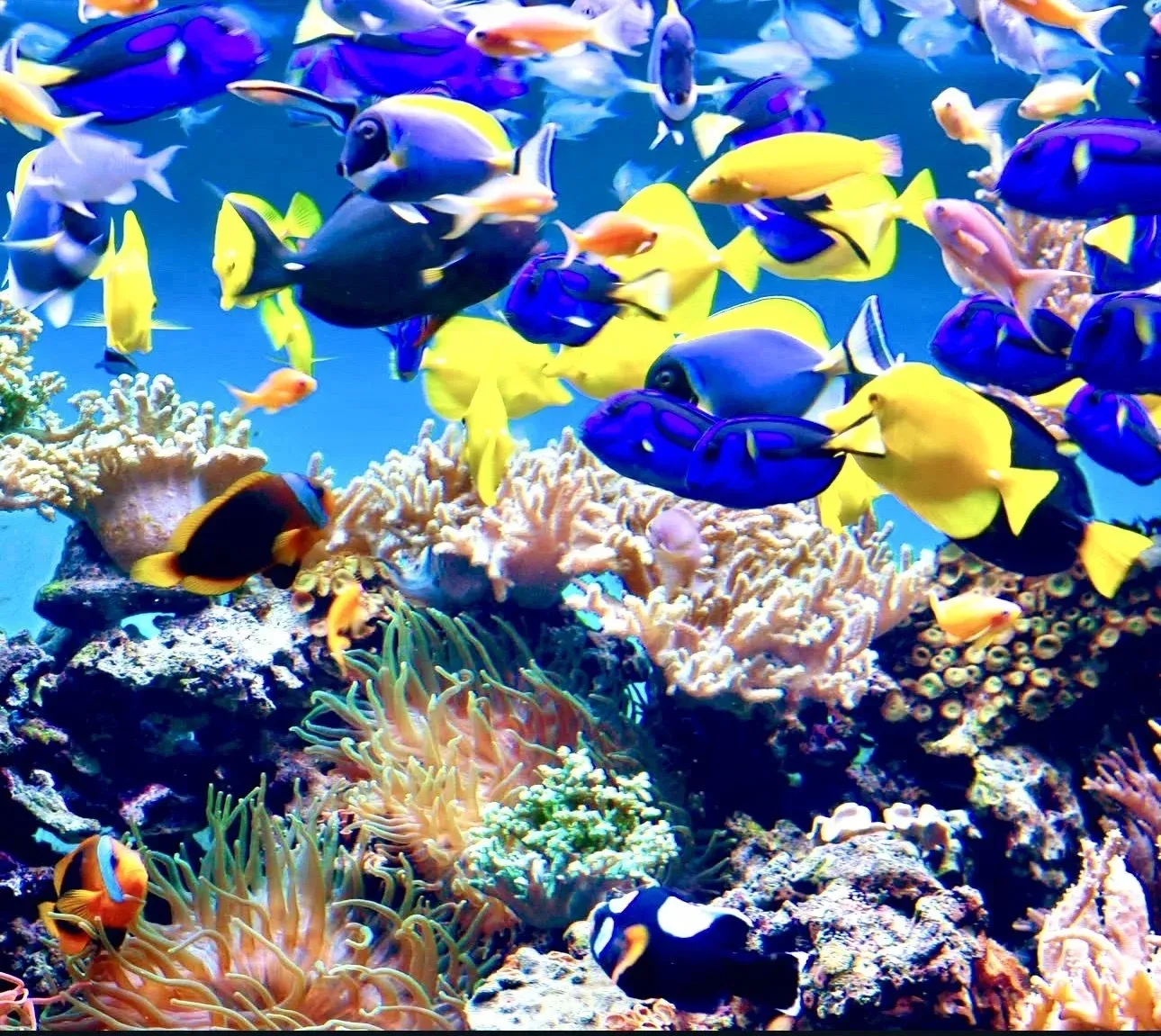 Istanbul Aquarium Entry Ticket